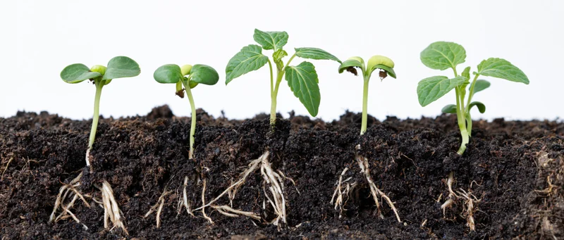 Five seedlings at different growth stages emerging from soil with visible roots against white background