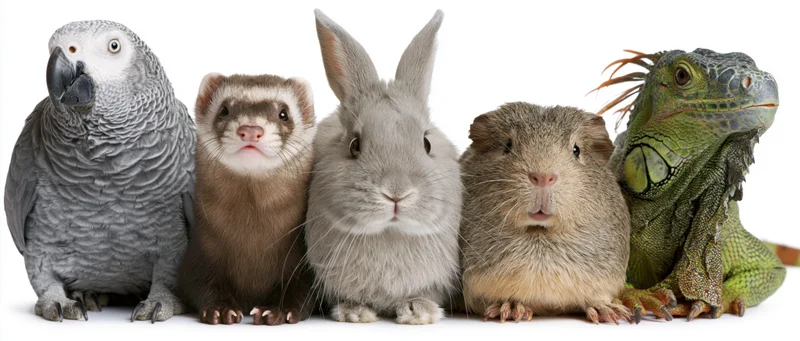 Five small exotic pets lined up in a row against white background