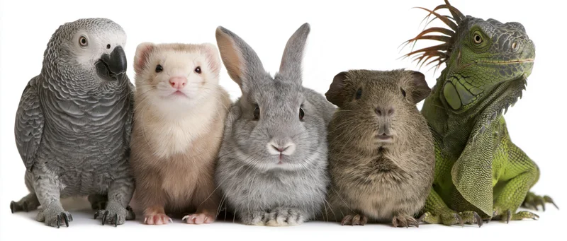 Five exotic pets lined up in a row on white background