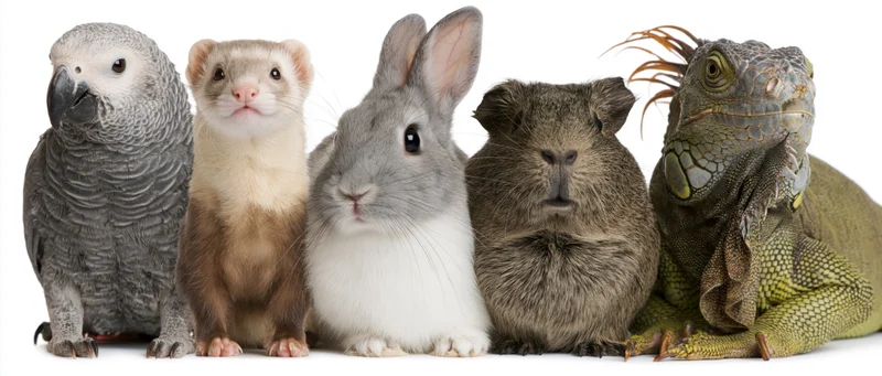 Five small exotic pets lined up in a row facing forward on white background