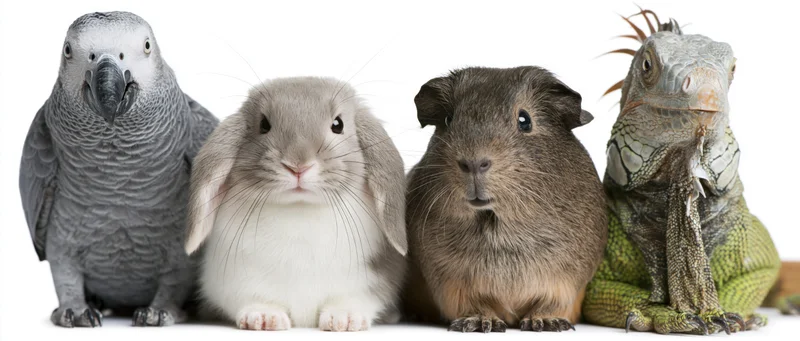 African gray parrot, rabbit, guinea pig, and iguana sitting in a row on white background
