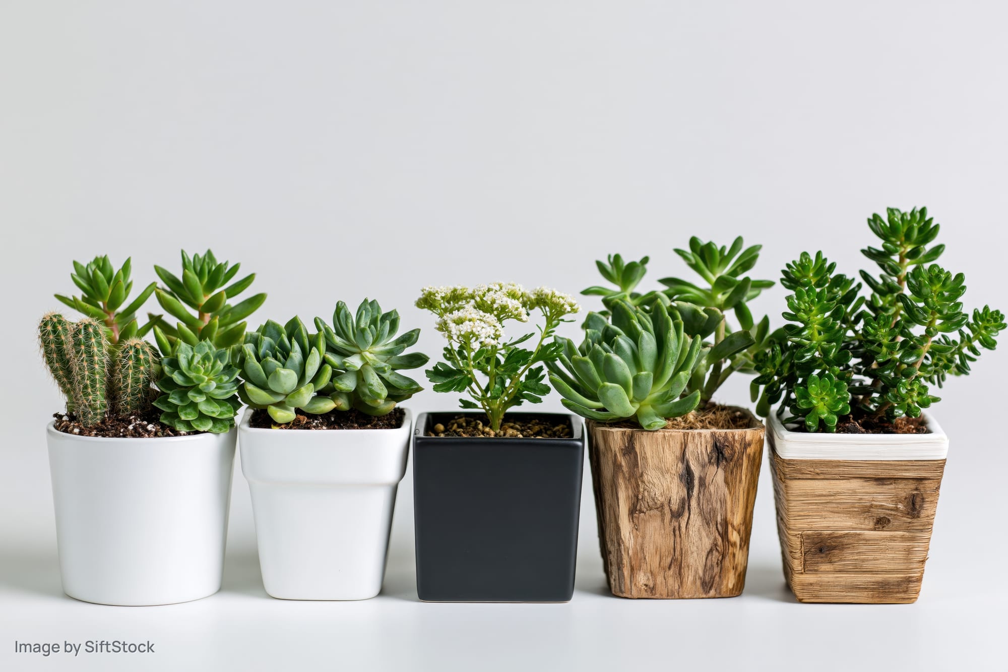 Five small potted succulents and cacti arranged in a row on a white surface