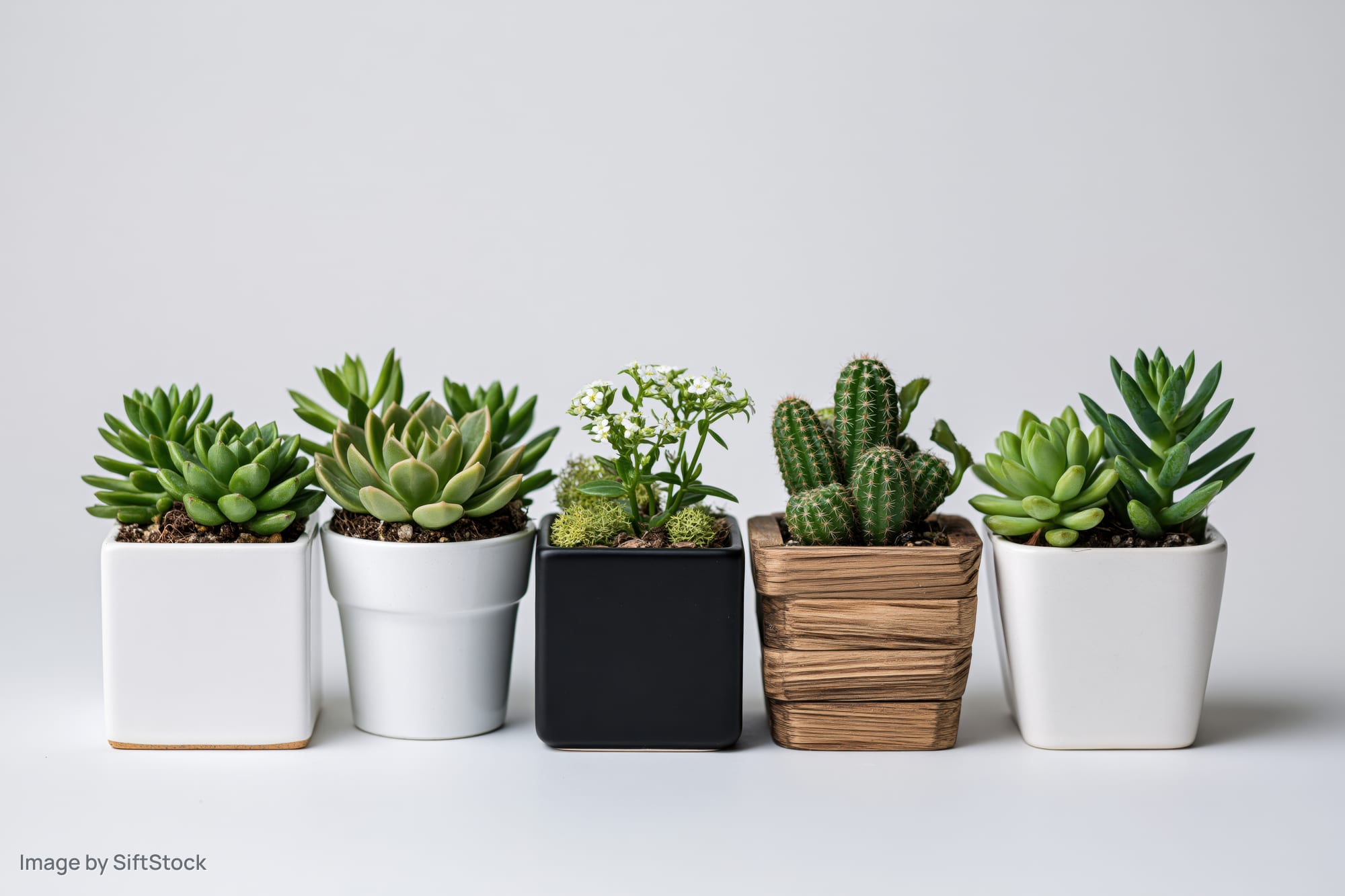Five small potted succulents and cacti arranged in a row on a white surface