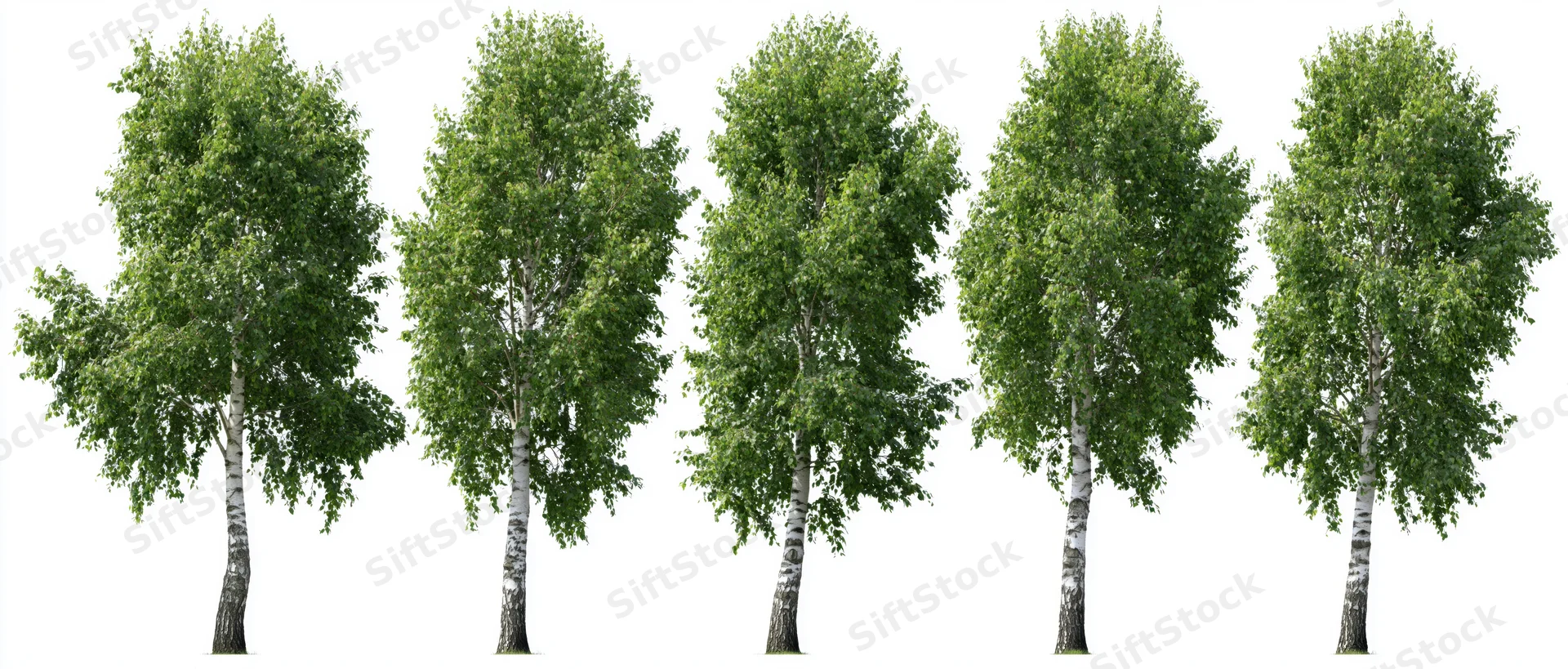 Five young birch trees with white-grey bark and dense green foliage arranged in a row on a white background
