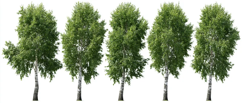 Five young birch trees with white-grey bark and dense green foliage arranged in a row on a white background