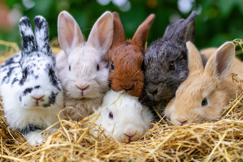 Five young rabbits huddled together in a bed of hay outdoors