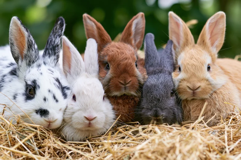 Five young rabbits resting together in a pile of hay outdoors