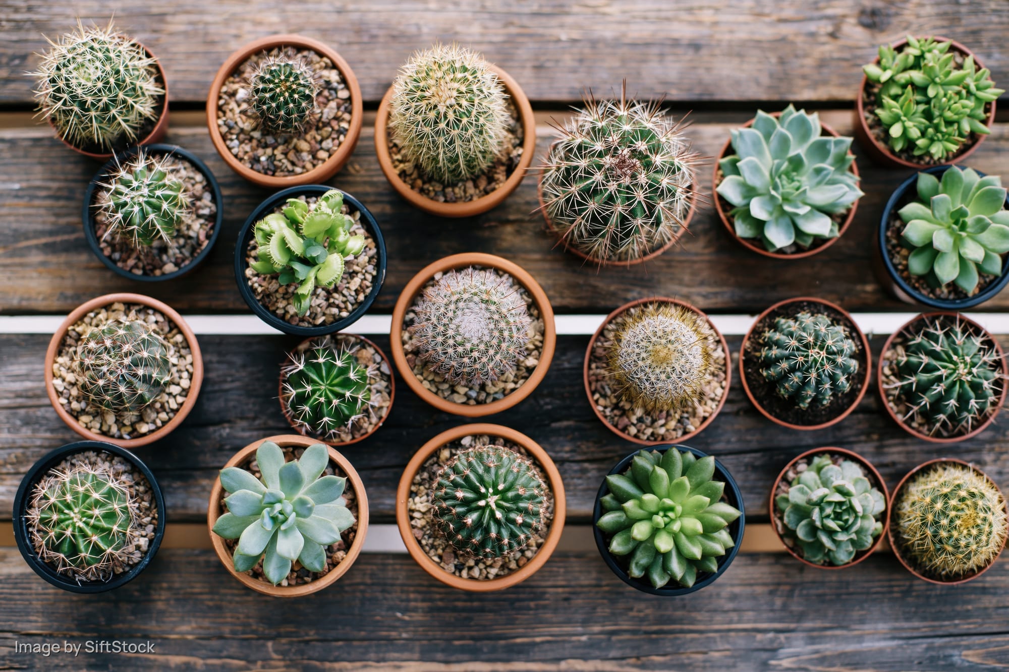Various small potted cacti and succulents arranged in rows on a wooden table