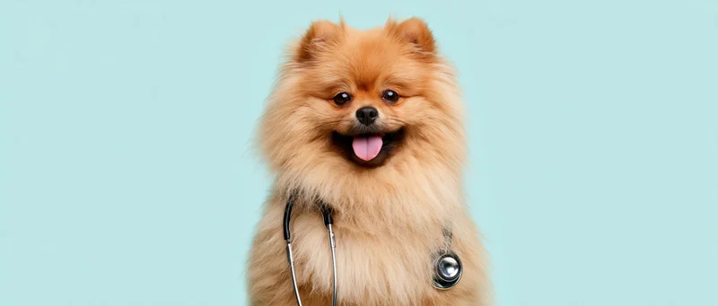 Fluffy orange pomeranian dog wearing stethoscope, sitting upright against light blue background