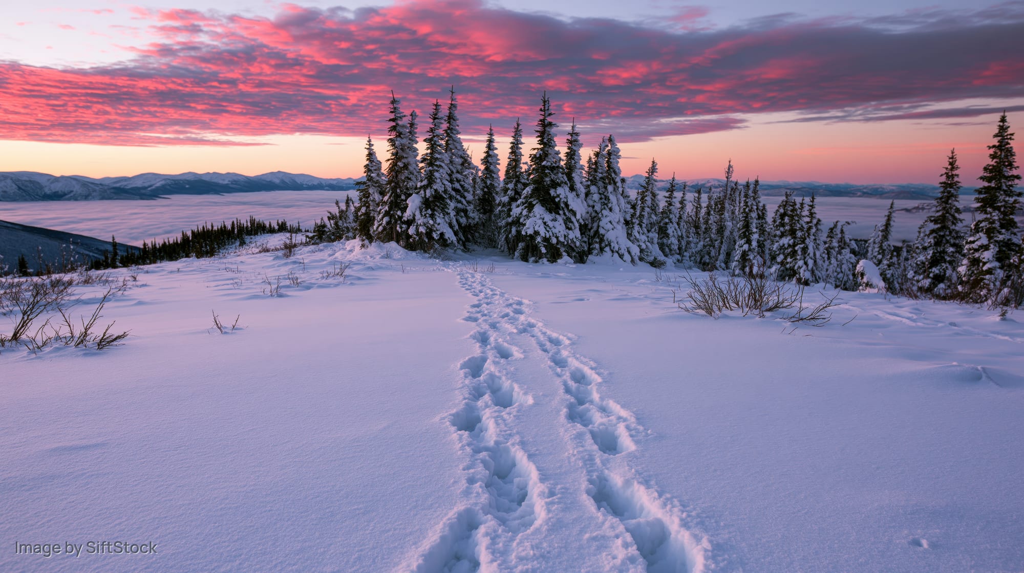 Footsteps in deep snow leading toward snow-covered evergreen trees at sunset in a mountain valley