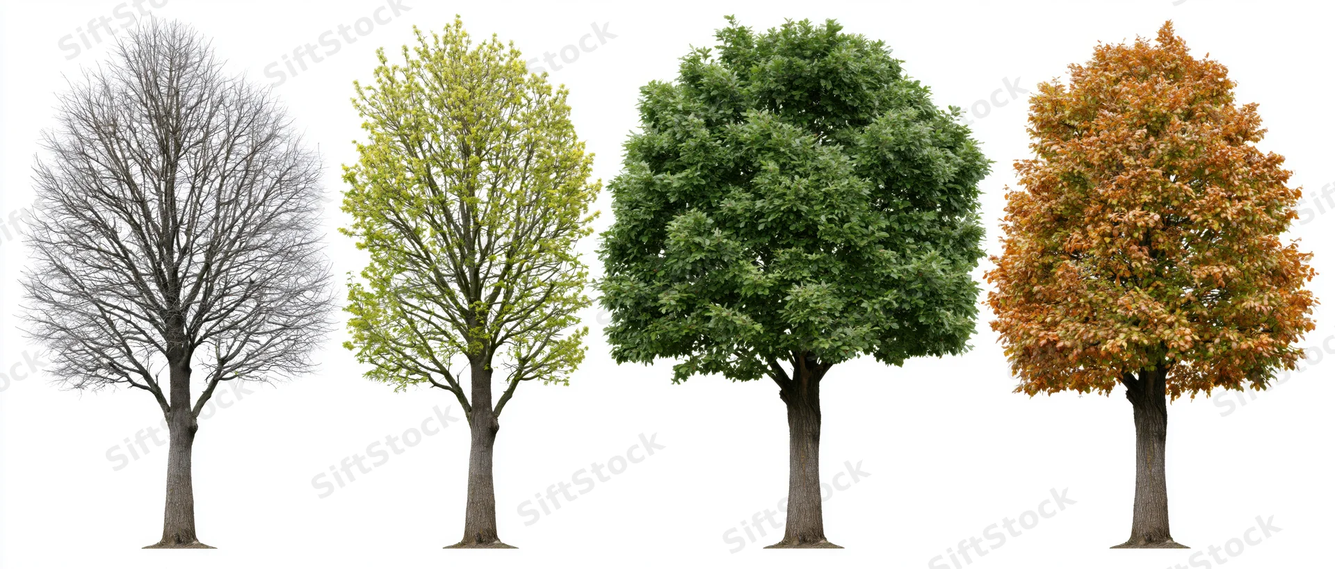 Four deciduous trees in seasonal progression from bare branches to full autumn foliage against white background