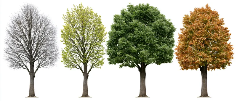 Four deciduous trees in seasonal progression from bare branches to full autumn foliage against white background