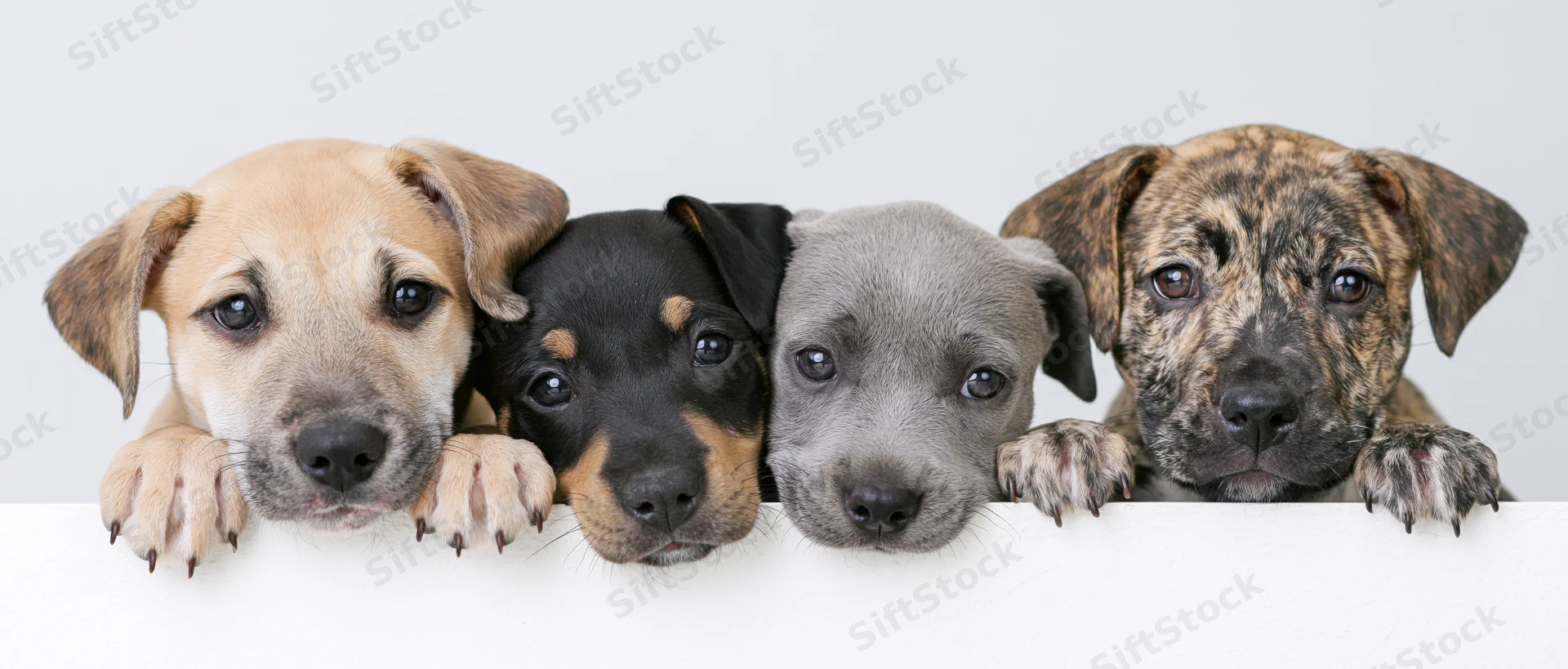 Four mixed-breed puppies peeking over a white surface with paws and heads visible in studio portrait