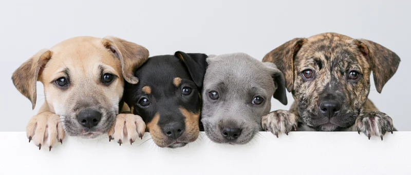 Four mixed-breed puppies peeking over a white surface with paws and heads visible in studio portrait