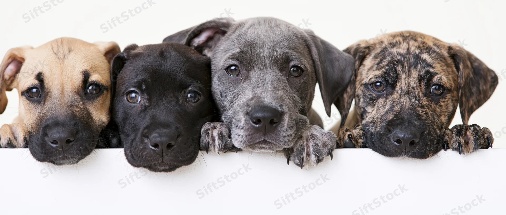 Four mixed-breed puppies peeking over a white surface with paws and heads visible in a studio portrait
