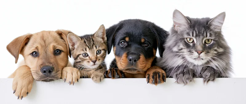 Four young pets peeking over a white ledge in studio setting