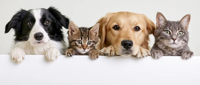 Four pets peeking over a white banner in a studio setting