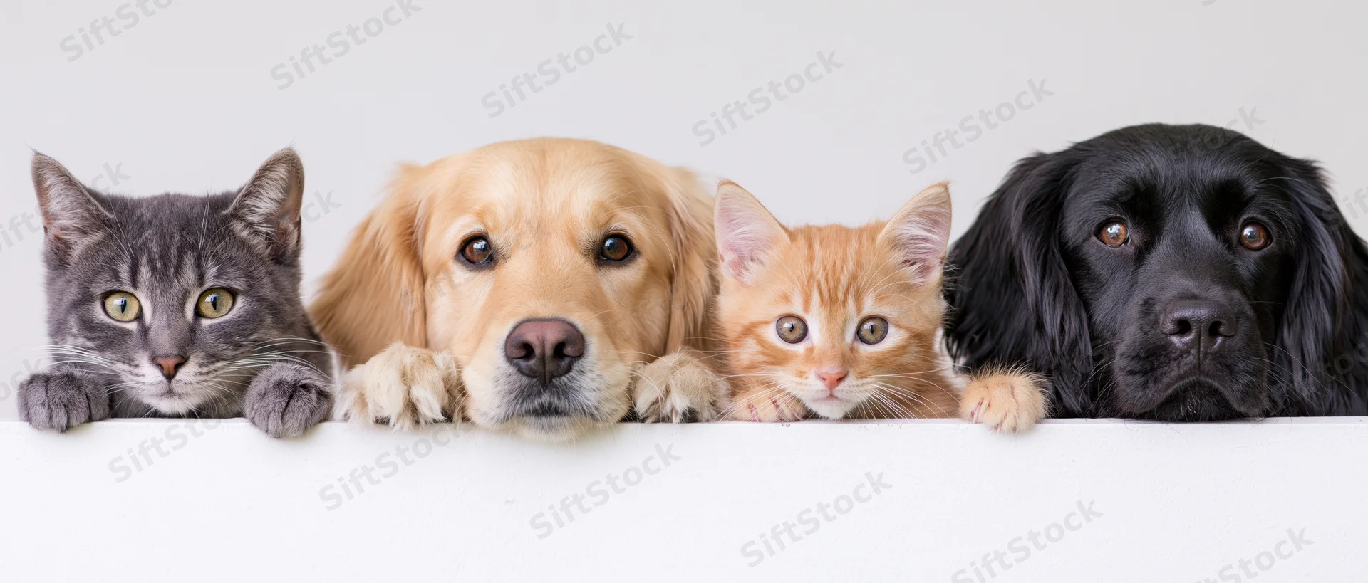 Four pets peeking over a white ledge in a row
