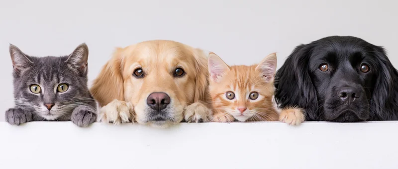 Four pets peeking over a white ledge in a row