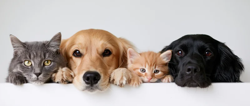 Four pets peeking over a white ledge in a row