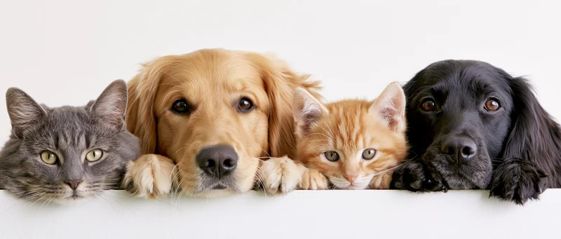 Four pets peeking over a white ledge in a row