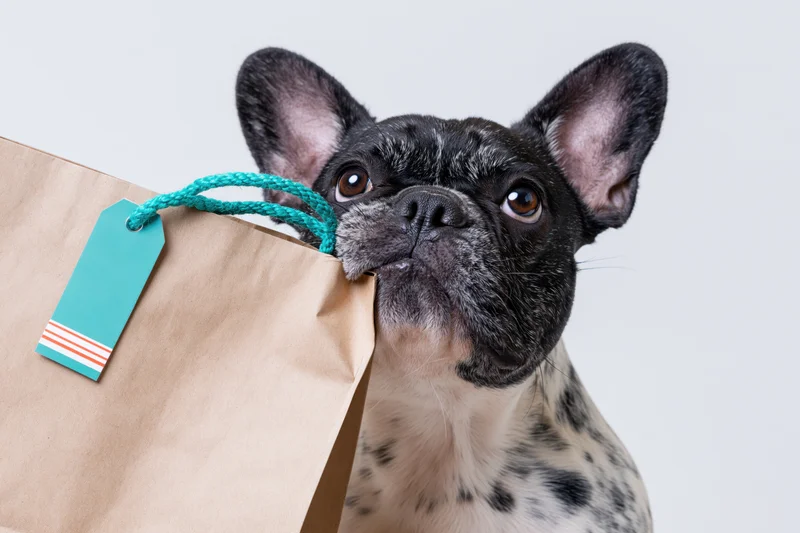Frenchbulldog holding a kraft paper shopping bag by its teal handle against white background