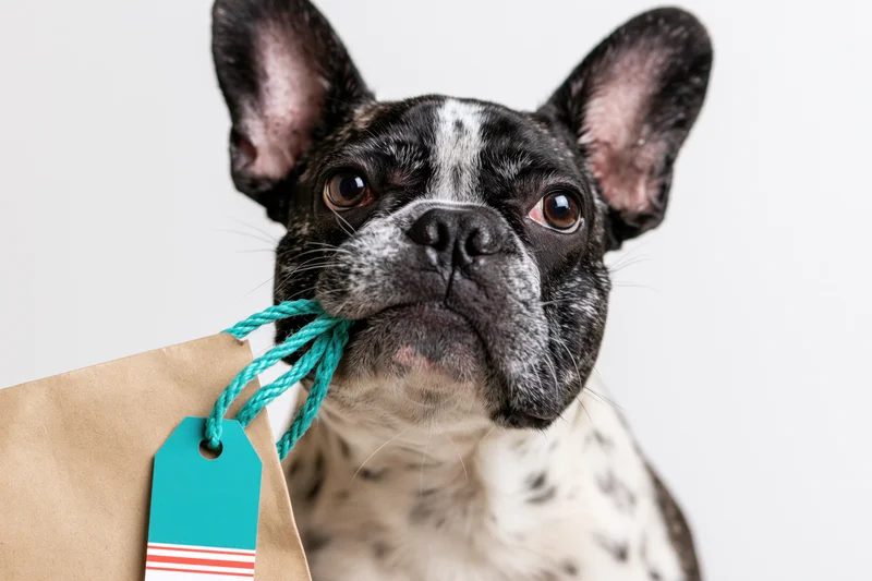 Frenchbulldog holding kraft paper shopping bag by teal rope handle in studio setting