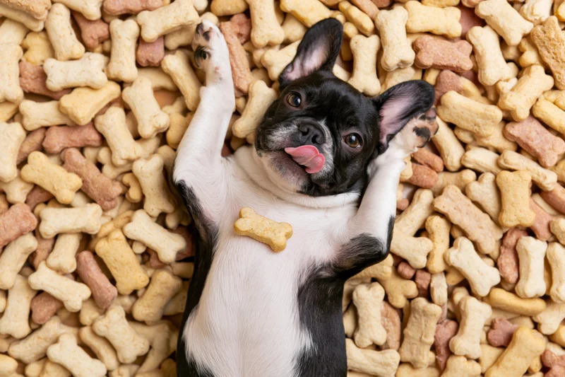 Frenchbulldog lying on its back surrounded by bone-shaped dog treats in a studio setting
