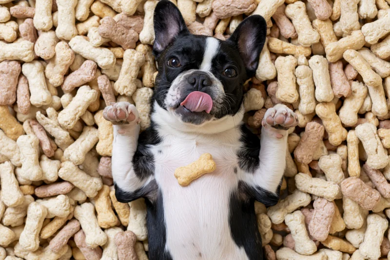 Frenchbulldog puppy lying on its back surrounded by a pile of bone-shaped dog treats