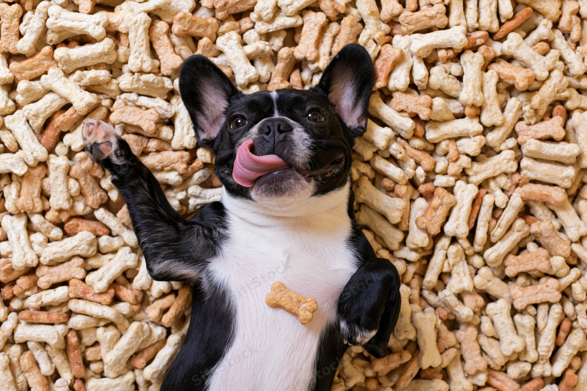 Frenchbulldog lying on its back surrounded by a pile of bone-shaped dog treats