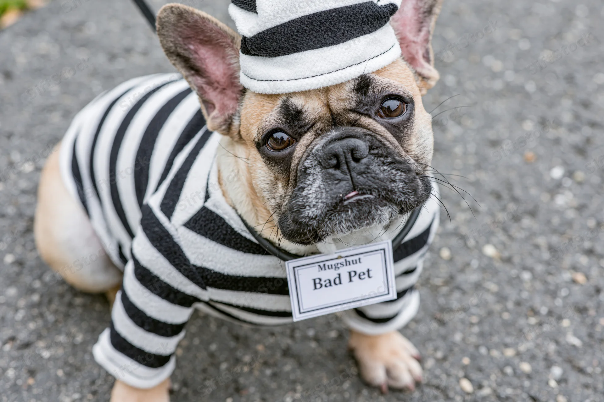 Frenchbulldog in striped prisoner costume with hat and mugshot tag on pavement
