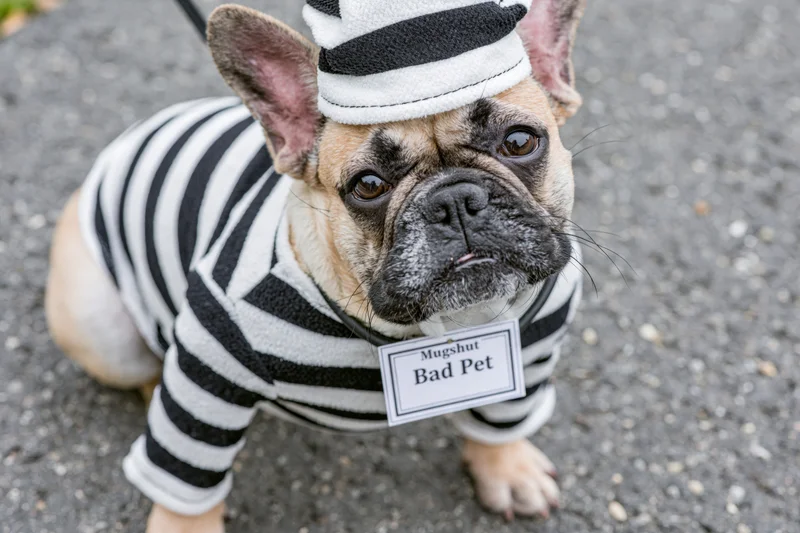 Frenchbulldog in striped prisoner costume with hat and mugshot tag on pavement