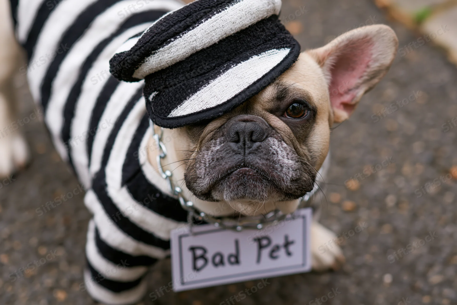 Frenchbulldog in black and white striped prisoner costume with hat and bad pet sign on collar