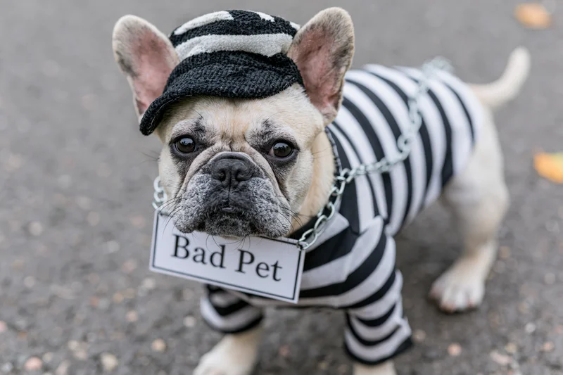 Frenchbulldog in prisoner costume with sign reading bad pet on pavement