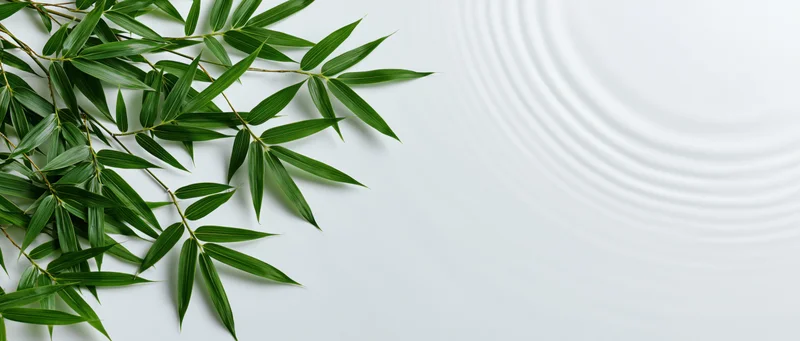 Fresh bamboo leaves arranged on a white surface with concentric ripple pattern and copyspace