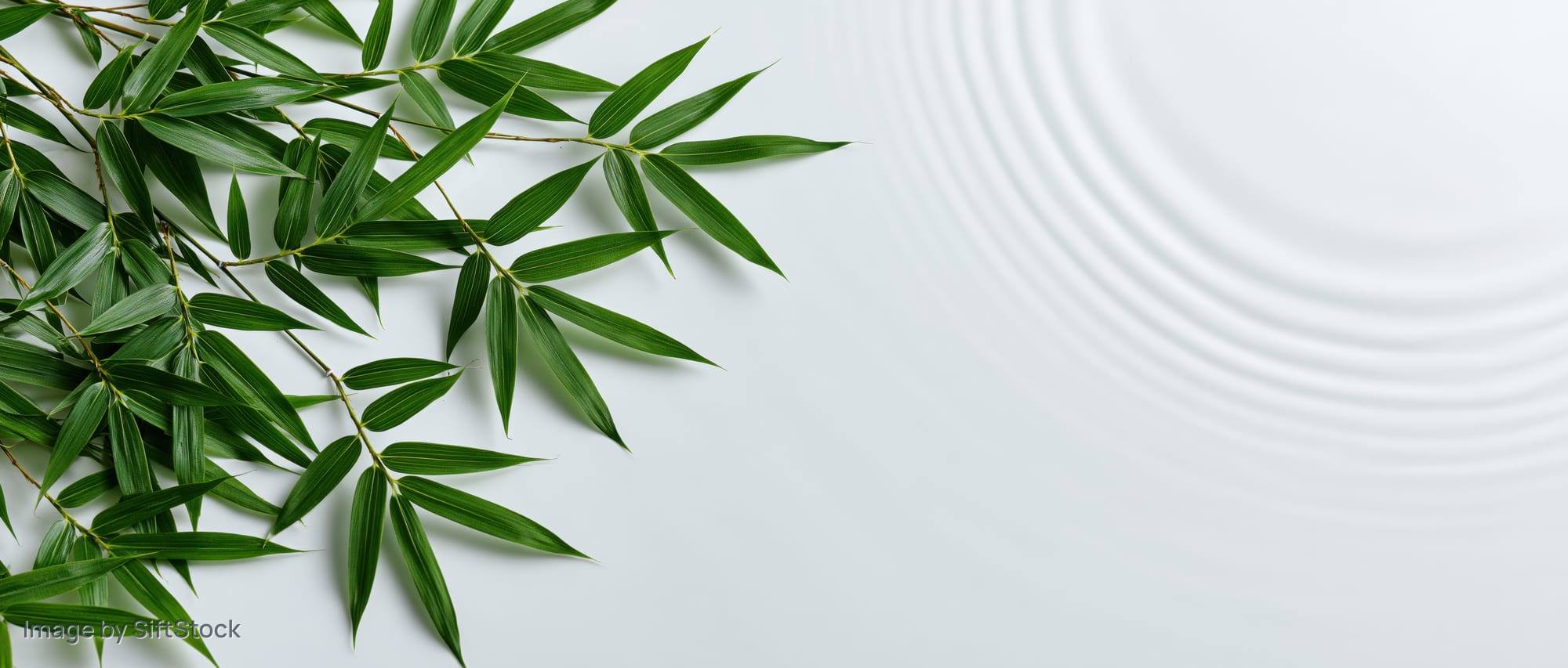 Fresh bamboo leaves arranged on a white surface with concentric ripple pattern and copyspace
