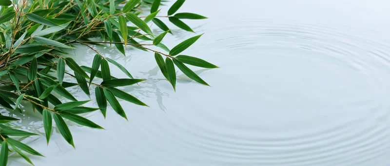 Bamboo leaves resting on calm water with ripples spreading outward
