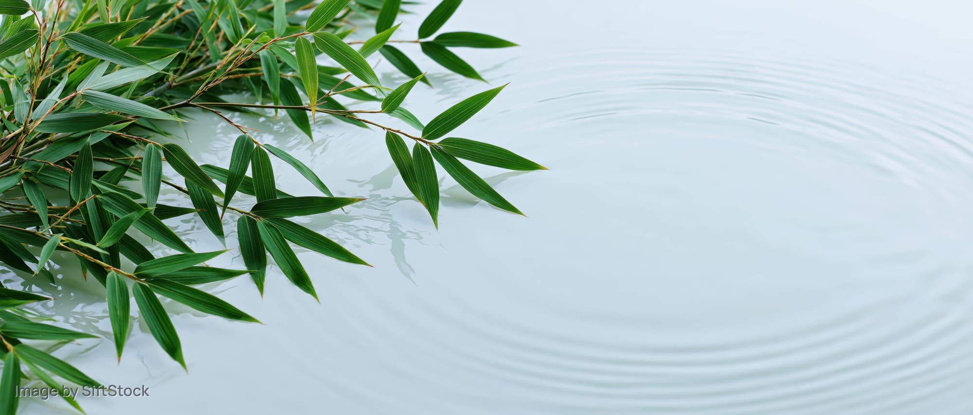 Bamboo leaves resting on calm water with ripples spreading outward