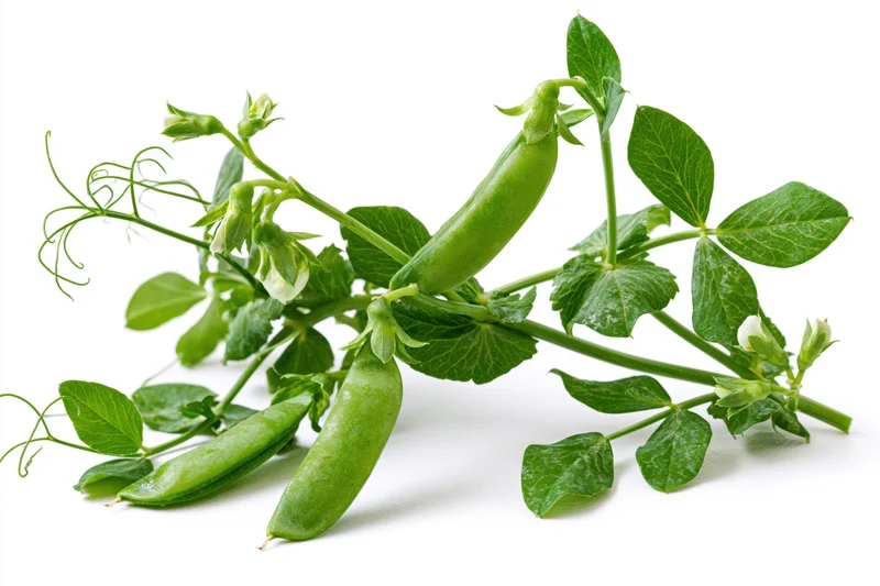Fresh green pea plant stem with plump pods and leaves on white background