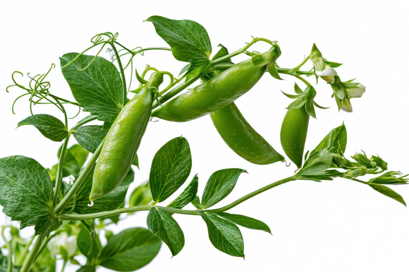 Green pea plant stem with plump pods and leaves on white background