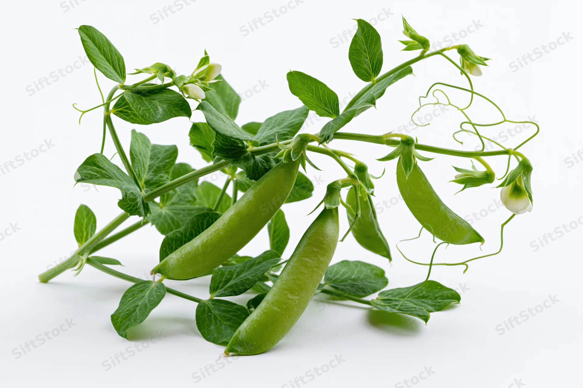 Fresh green pea plant with plump pods and tendrils on white background