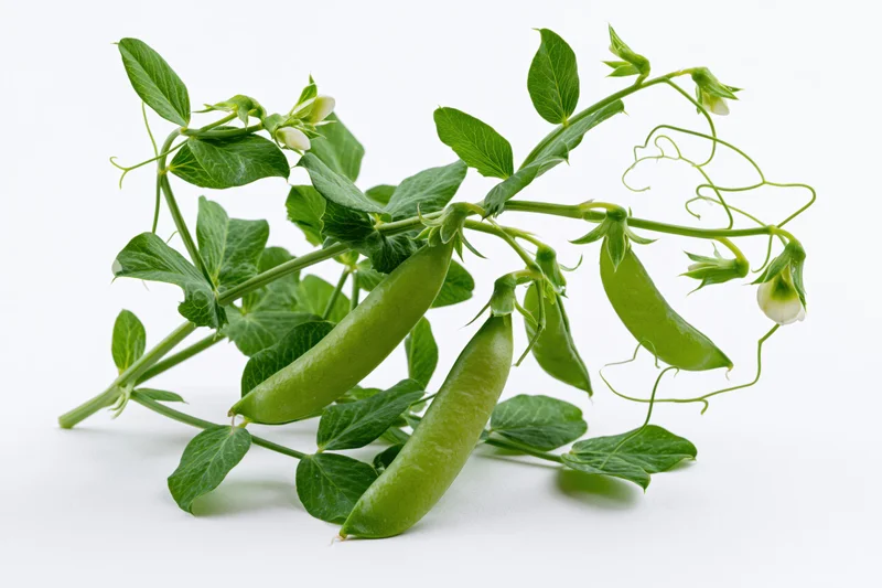 Fresh green pea plant with plump pods and tendrils on white background