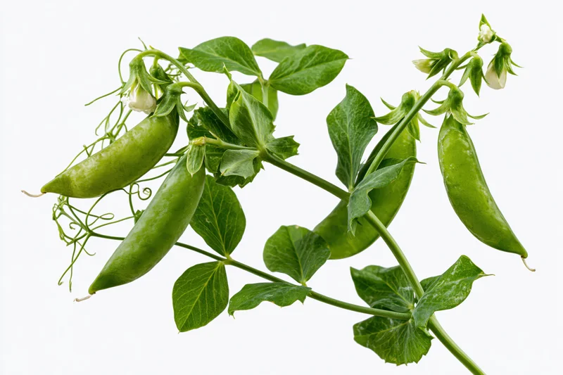 Green pea plant stem with plump pods and leaves on white background