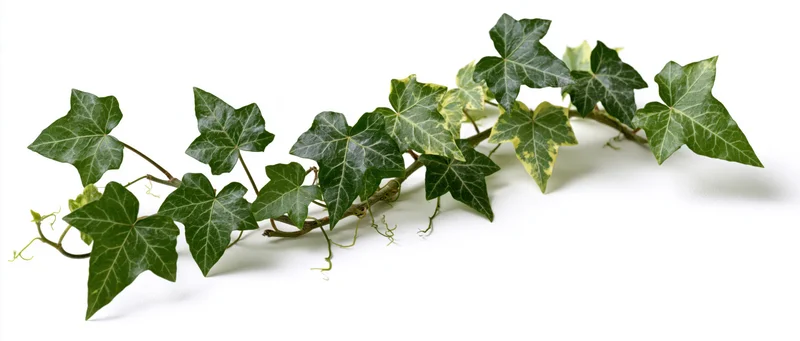 Ivy vine with lobed green leaves trailing across white surface