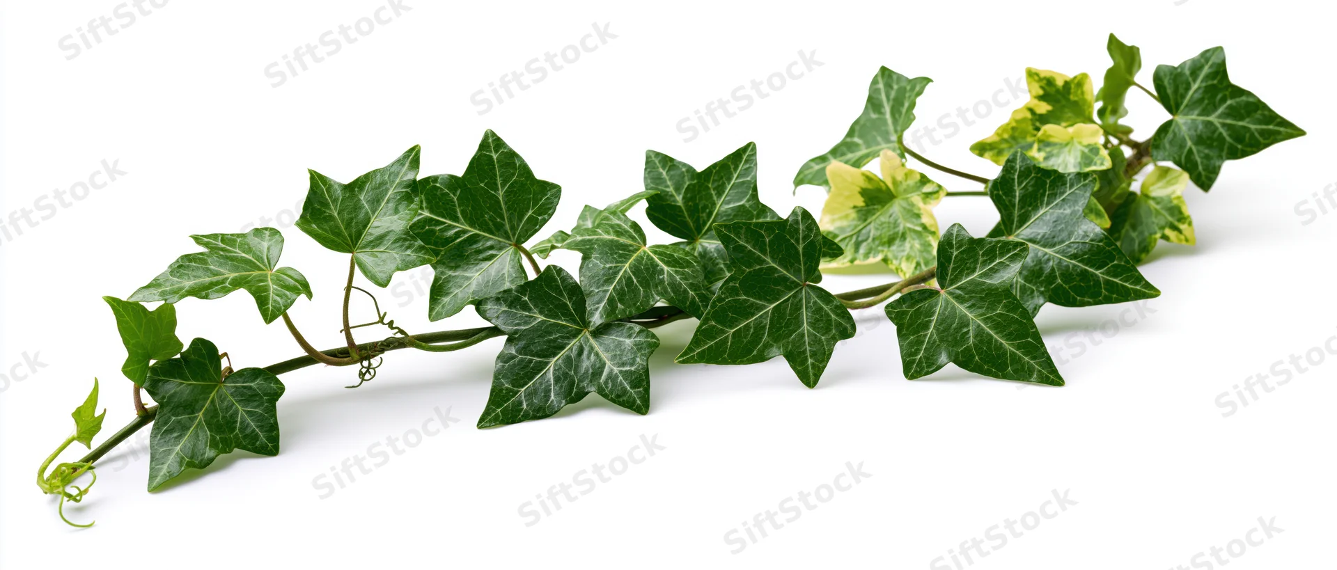 Ivy vine with green lobed leaves trailing across white surface