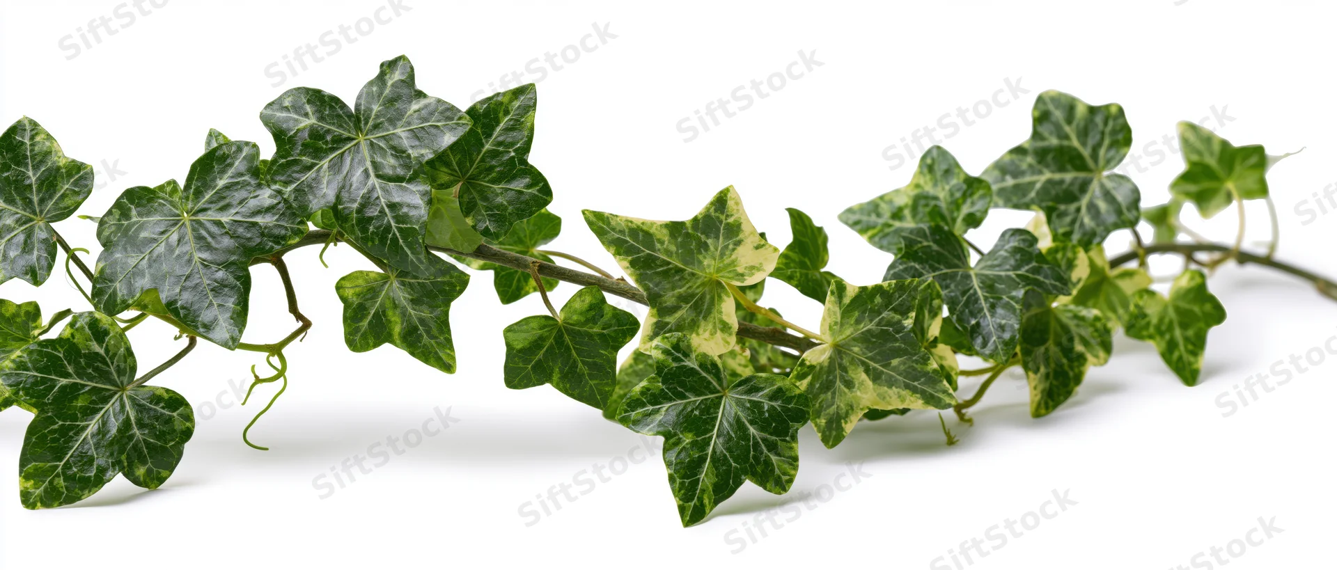 Ivy vine with lobed green leaves trailing across a white surface