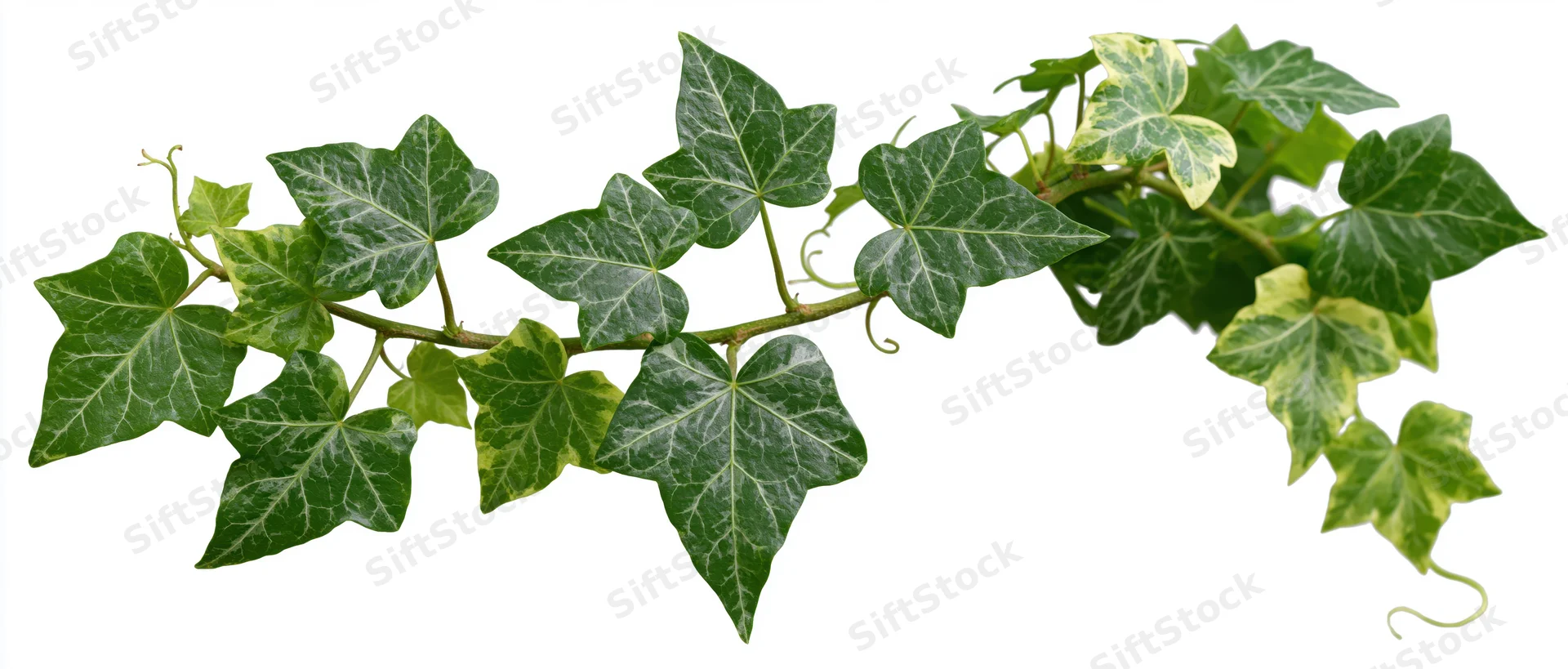 Ivy vine with lobed green leaves trailing across a white background