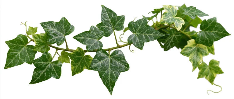 Ivy vine with lobed green leaves trailing across a white background