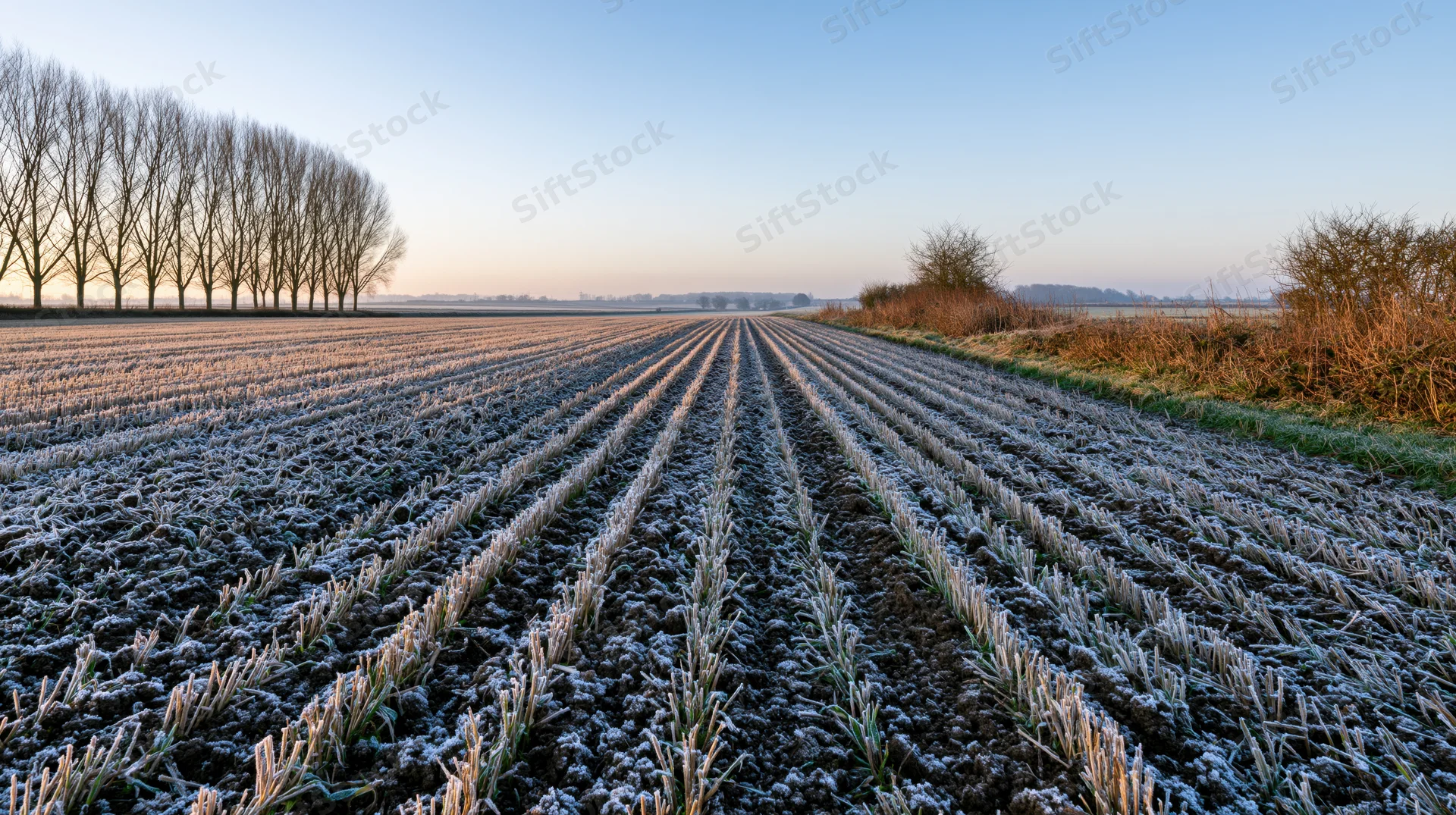 Frost-covered rows of young winter crop in a plowed field at sunrise