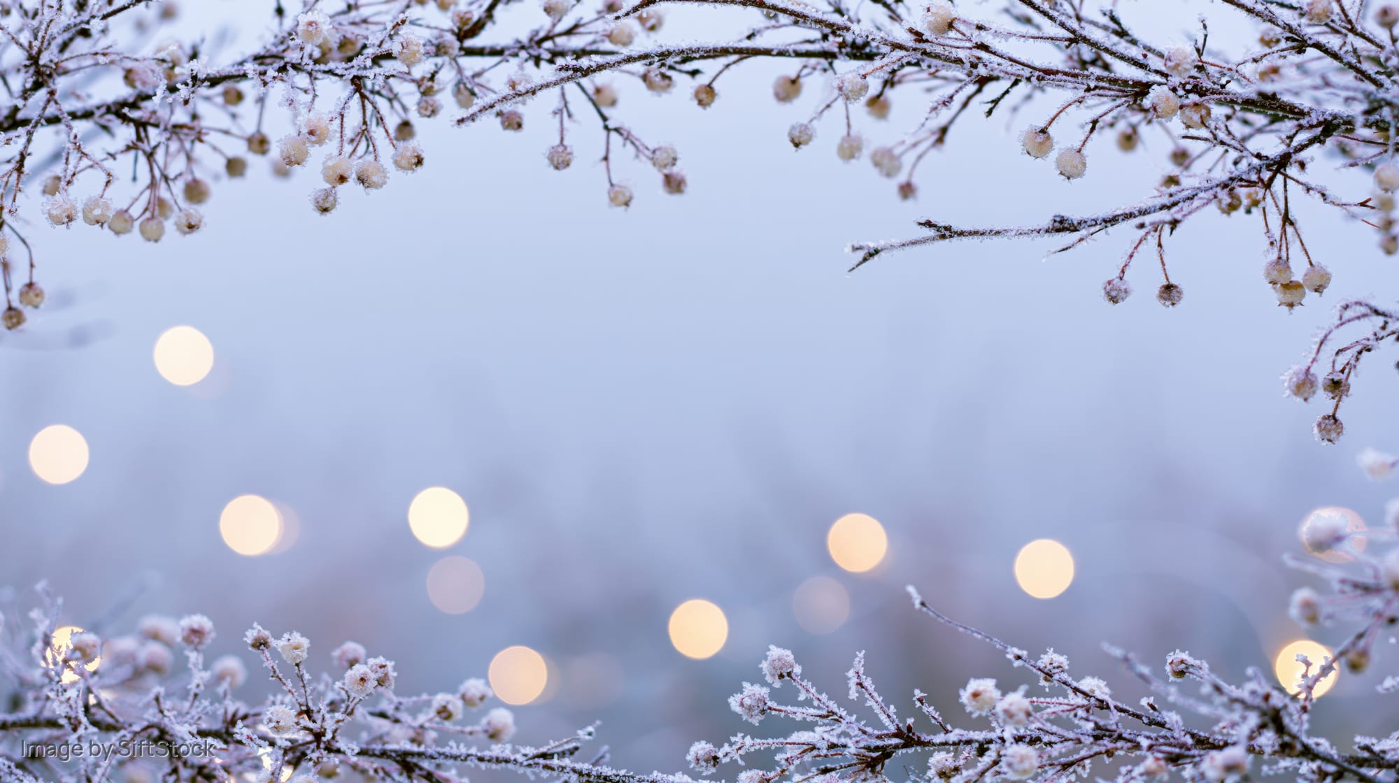 Frost-covered branches with frozen berries framing a soft bokeh background of warm lights